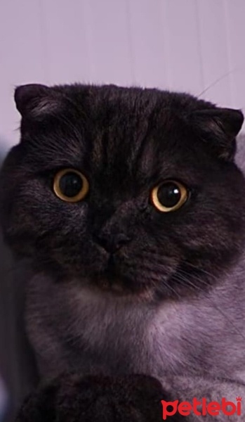 Scottish Fold, Kedi  Zeytin fotoğrafı