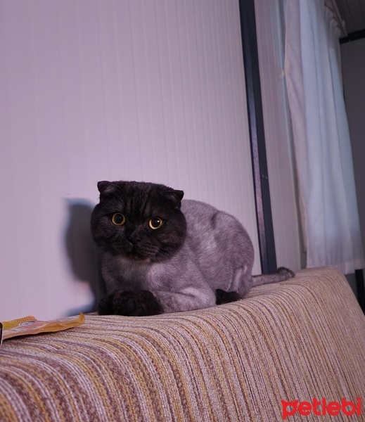 Scottish Fold, Kedi  Zeytin fotoğrafı
