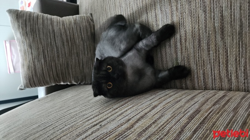 Scottish Fold, Kedi  Zeytin fotoğrafı