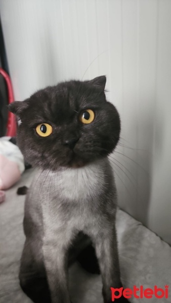 Scottish Fold, Kedi  Zeytin fotoğrafı