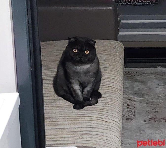 Scottish Fold, Kedi  Zeytin fotoğrafı