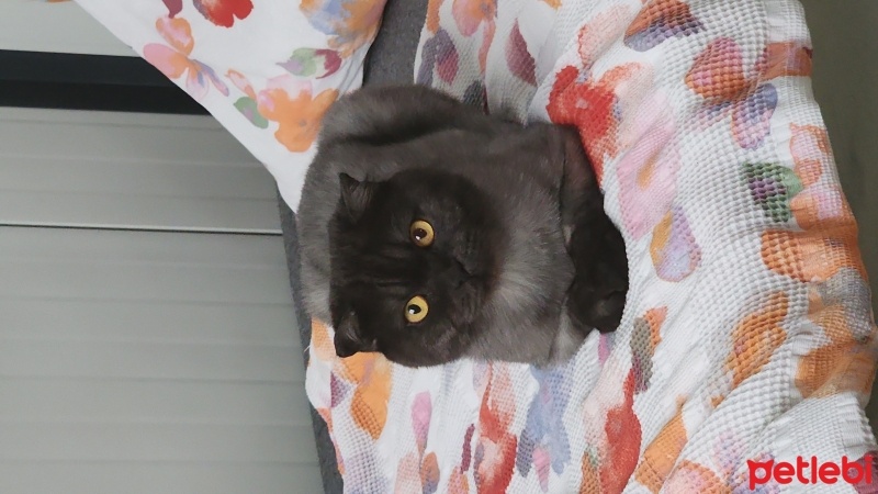 Scottish Fold, Kedi  Zeytin fotoğrafı