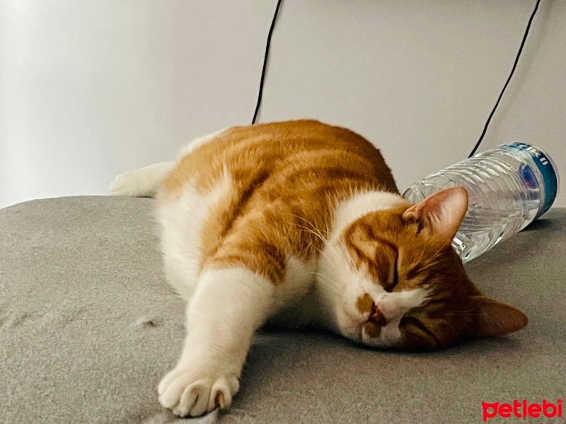 Sarman, Kedi  Çomar fotoğrafı