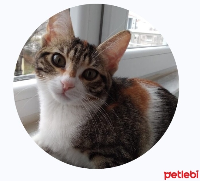 Tekir Kedi, Kedi  Aşure fotoğrafı
