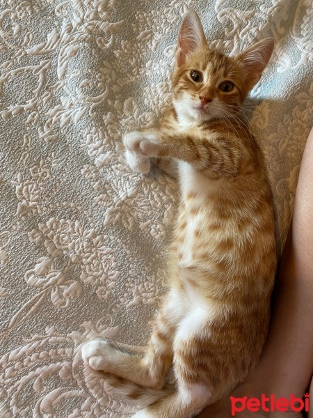 Sarman, Kedi  pera fotoğrafı