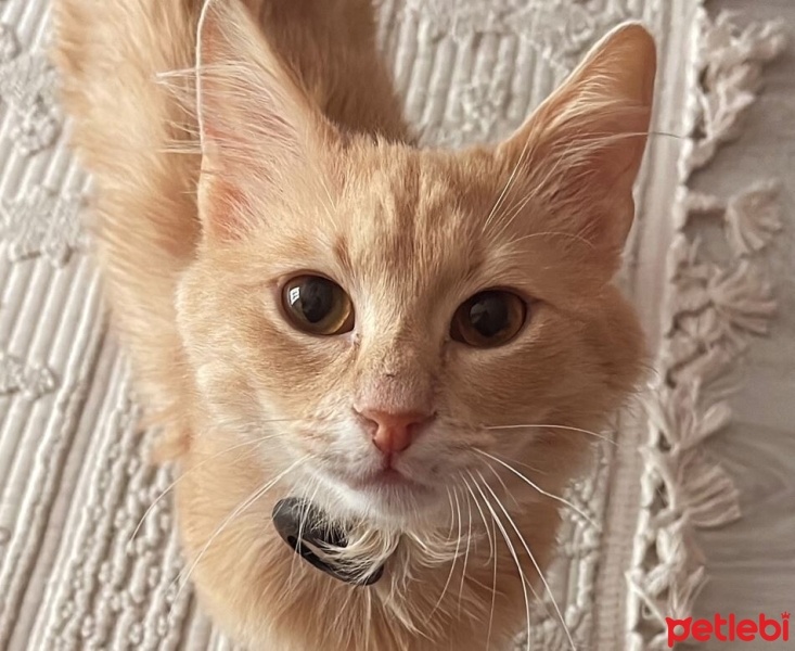 Tekir Kedi, Kedi  LEO fotoğrafı