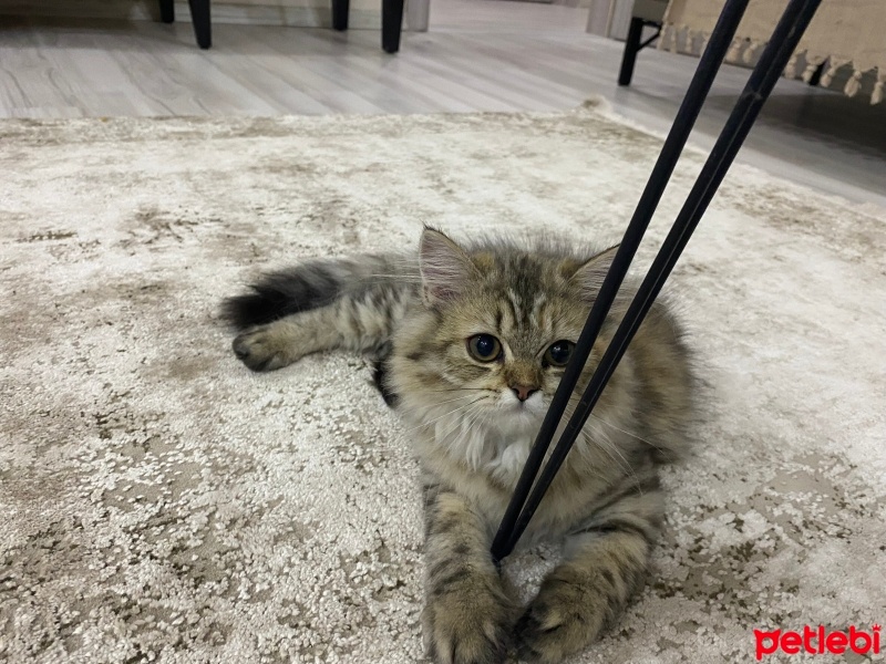 Chinchilla, Kedi  Venüs fotoğrafı