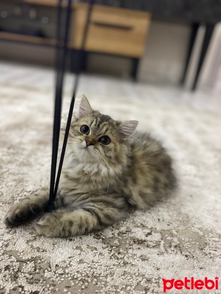 Chinchilla, Kedi  Venüs fotoğrafı