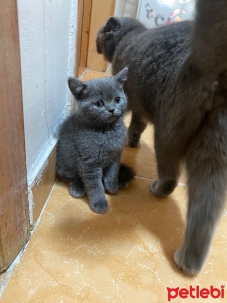 British Shorthair, Kedi  Sabıblenen koya bılır fotoğrafı