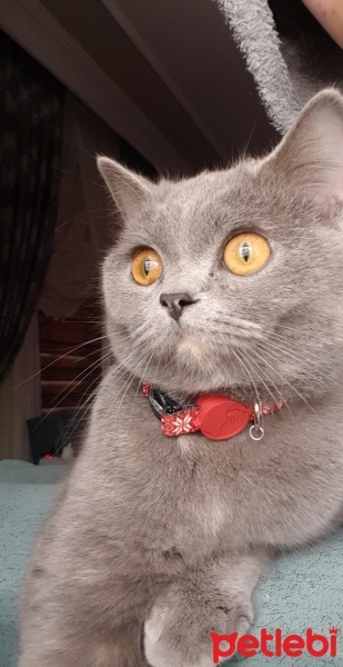 British Shorthair, Kedi  LUCY fotoğrafı