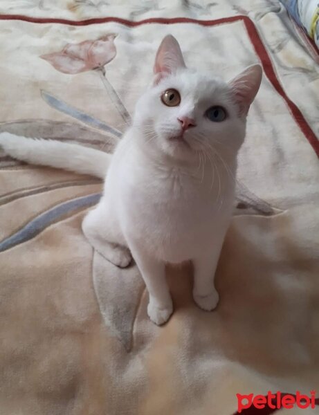 Ankara Kedisi, Kedi  Asil fotoğrafı