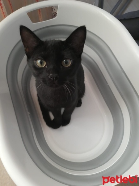British Shorthair, Kedi  Dobby fotoğrafı