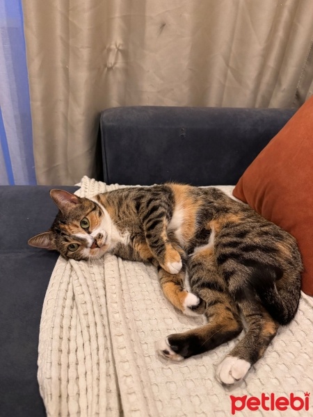 Tekir Kedi, Kedi  Missy fotoğrafı