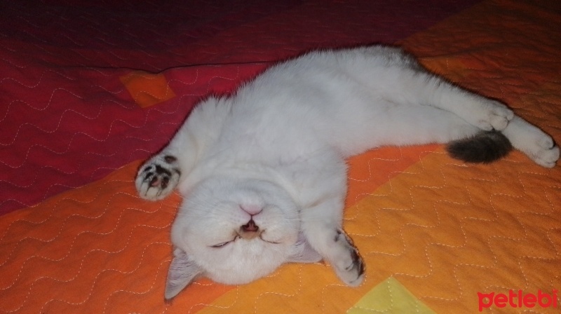 British Shorthair, Kedi  Mia fotoğrafı