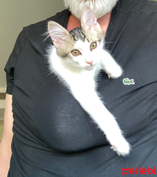 Tekir Kedi, Kedi  Minnak fotoğrafı