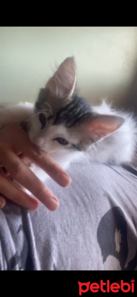 Tekir Kedi, Kedi  Minnak fotoğrafı