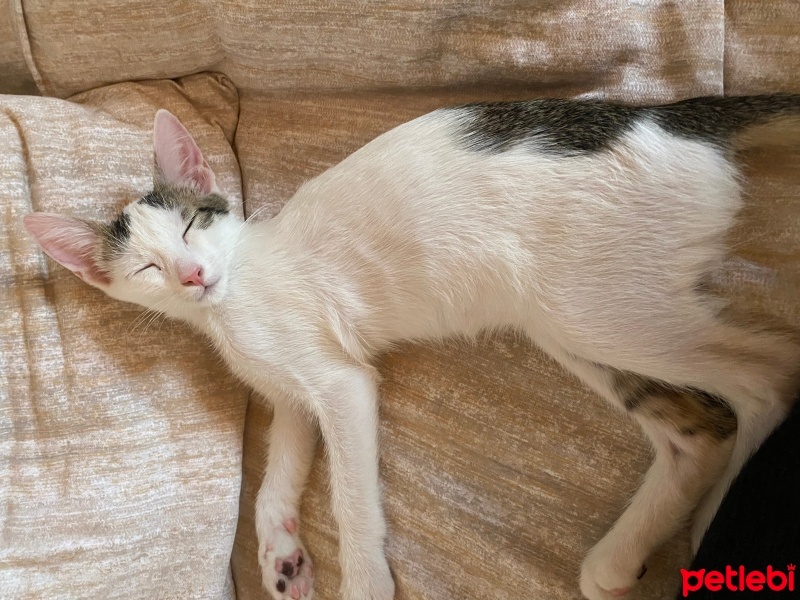 Tekir Kedi, Kedi  Prens fotoğrafı