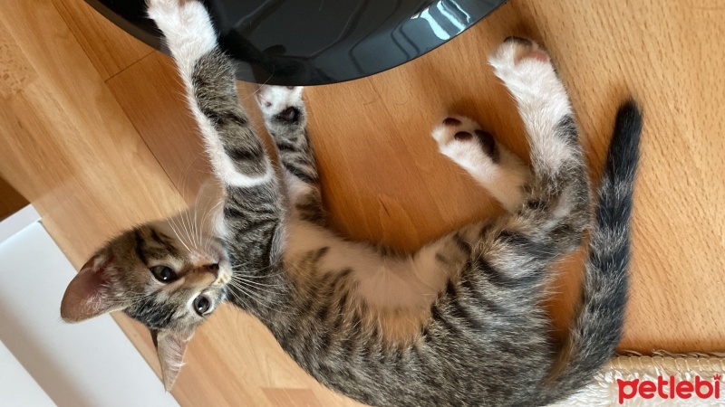 Tekir Kedi, Kedi  Tırtıl fotoğrafı