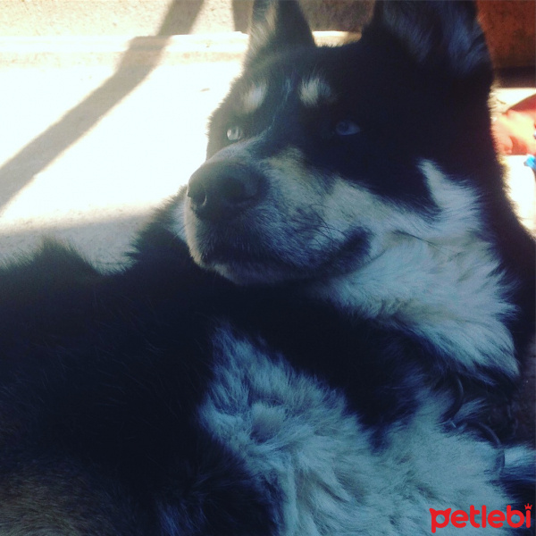 Sibirya Kurdu (Husky), Köpek  Sinka fotoğrafı