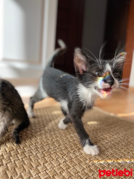 Tuxedo (Smokin) Kedi, Kedi  Joker fotoğrafı