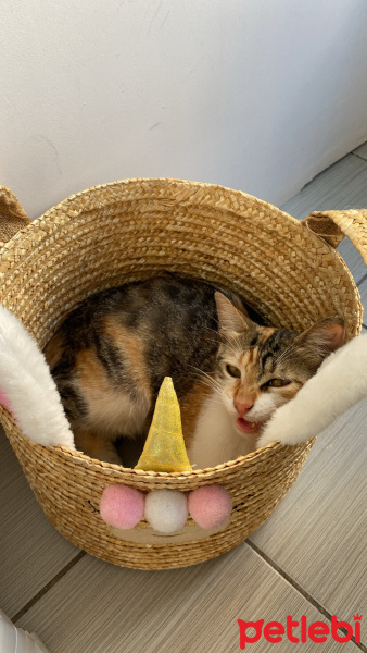Tekir Kedi, Kedi  Azman fotoğrafı