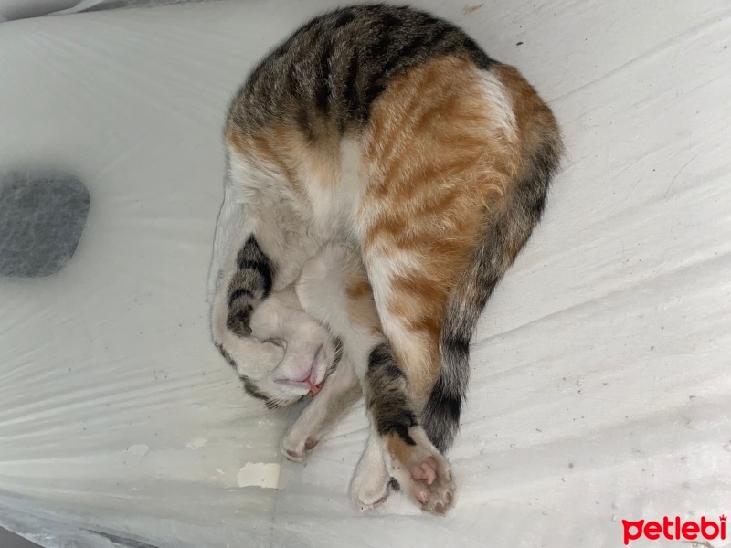 Tekir Kedi, Kedi  Azman fotoğrafı