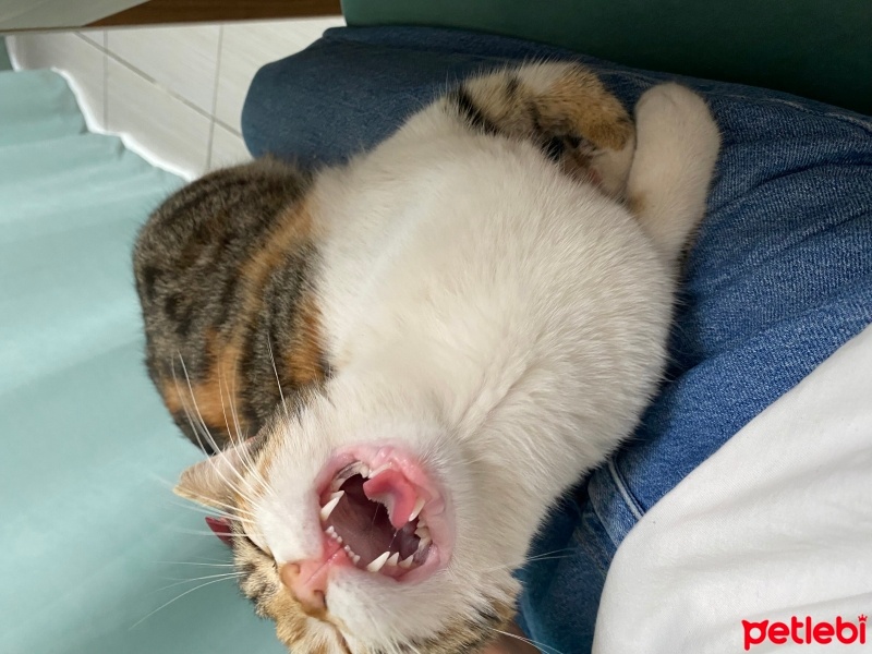 Tekir Kedi, Kedi  Azman fotoğrafı