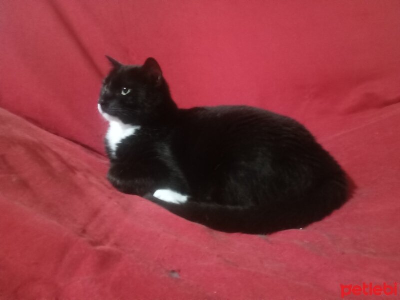 Tuxedo (Smokin) Kedi, Kedi  Minik fotoğrafı