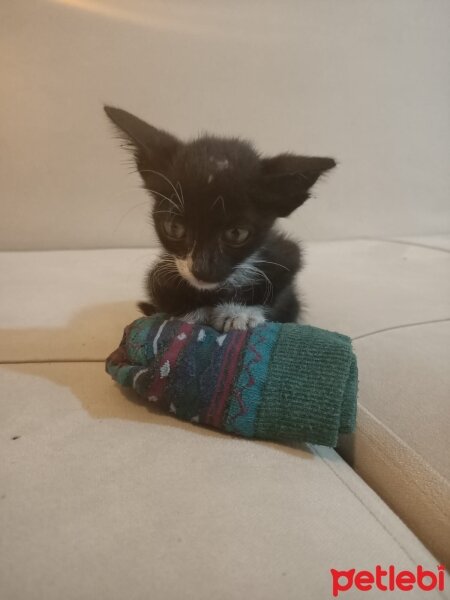 Tuxedo (Smokin) Kedi, Kedi  Minik fotoğrafı