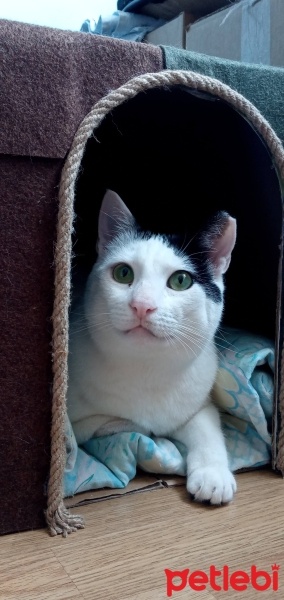 Tekir Kedi, Kedi  Mestan fotoğrafı