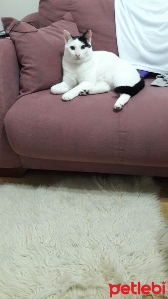 Tekir Kedi, Kedi  Mestan fotoğrafı