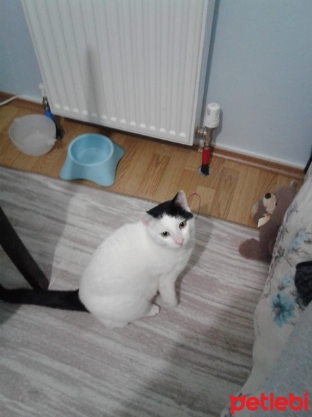 Tekir Kedi, Kedi  Mestan fotoğrafı