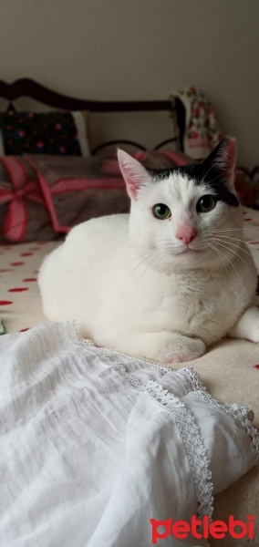 Tekir Kedi, Kedi  Mestan fotoğrafı