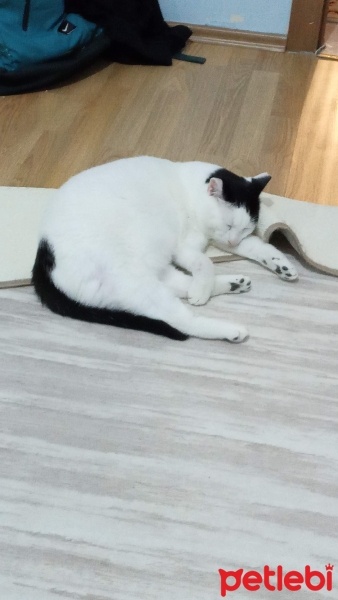Tekir Kedi, Kedi  Mestan fotoğrafı