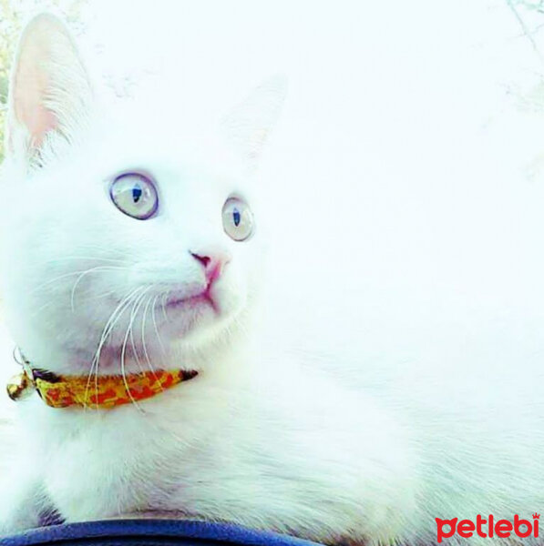 Ankara Kedisi, Kedi  Köpük fotoğrafı