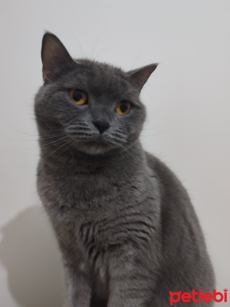 British Shorthair, Kedi  Lucy fotoğrafı