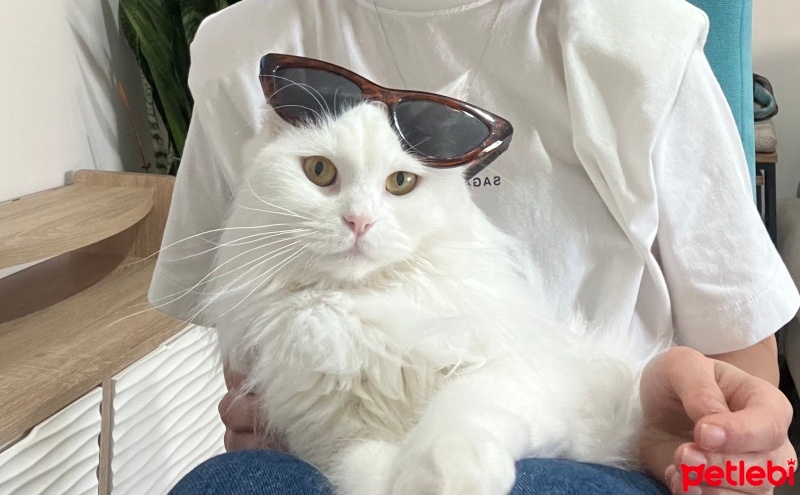Scottish Fold, Kedi  Venüs fotoğrafı