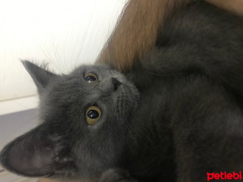 British Shorthair, Kedi  Kostik fotoğrafı