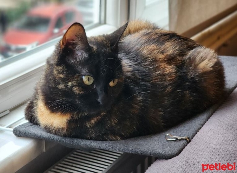 Tekir Kedi, Kedi  Bikarış fotoğrafı