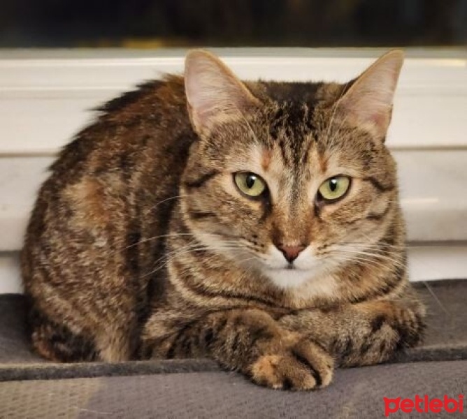 Tekir Kedi, Kedi  Tekir fotoğrafı