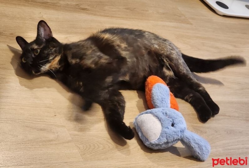 Tekir Kedi, Kedi  Küçük fotoğrafı