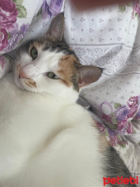Tekir Kedi, Kedi  Nazmiye (Nazmiş) fotoğrafı