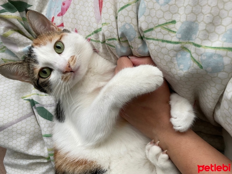 Tekir Kedi, Kedi  Nazmiye (Nazmiş) fotoğrafı