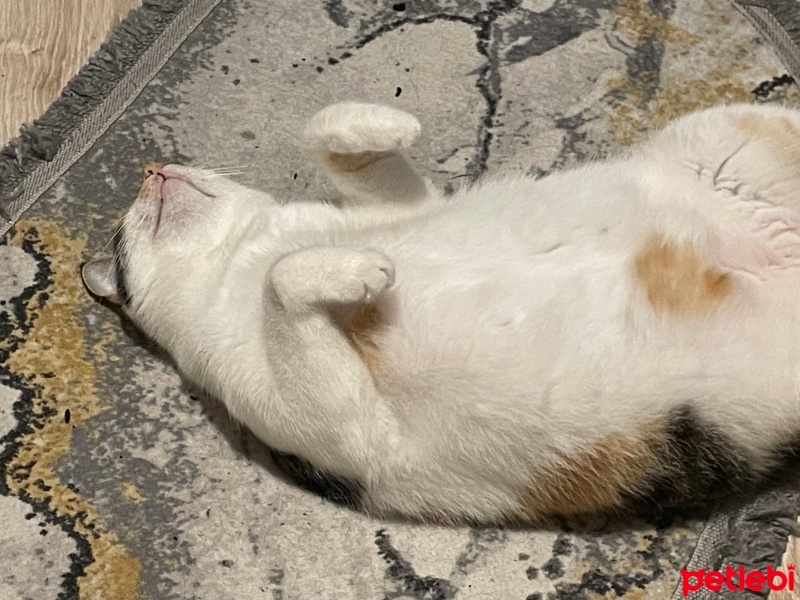 Tekir Kedi, Kedi  Nazmiye (Nazmiş) fotoğrafı