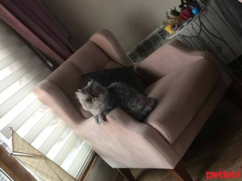 Chinchilla, Kedi  misket fotoğrafı