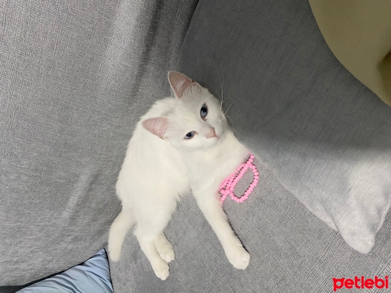 Van Kedisi, Kedi  Akça fotoğrafı