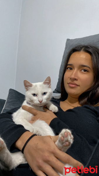 Van Kedisi, Kedi  Akça fotoğrafı