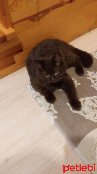 British Shorthair, Kedi  eşkiya fotoğrafı