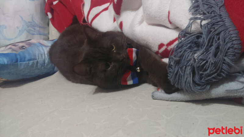 British Shorthair, Kedi  eşkiya fotoğrafı