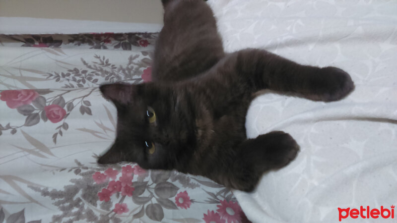 British Shorthair, Kedi  eşkiya fotoğrafı